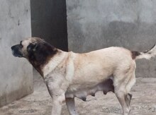 Kanqal