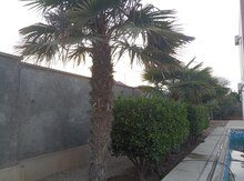 Palma ağacı
