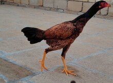 Heyratı