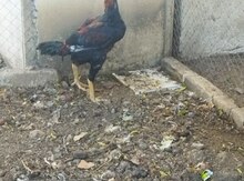 Heyratı xoruz 
