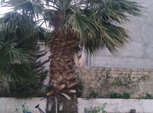 Palma ağacı