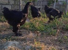 Bramo toyuqları