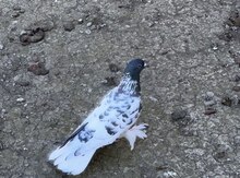Göyərçin