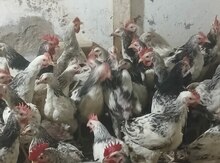 Çolpalar