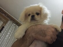 Pekines