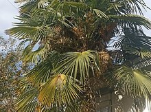 Palma ağacı