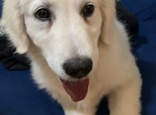 Labrador Retriver