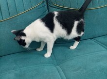 Pişik etibarlı əllərə verilir