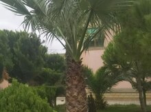 Palma ağacı