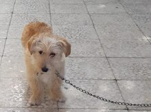 Pudel