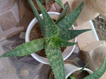 "Aloe vera" bitkisi