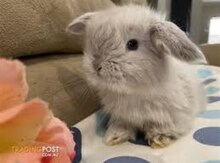 MiniLop dovşanları