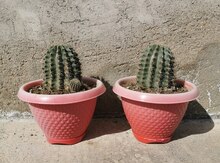 Kaktuslar 