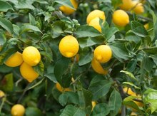Pavlov limon ağacları