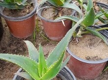 Aloe 