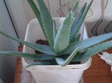 Aloe vera