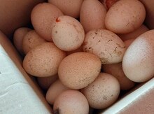 Mayalı hinduşka yumurtası