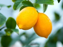 "Meyer limon" ağacları