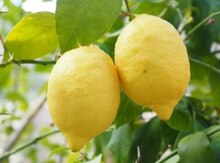 Gürcü limonu bitkisi