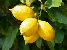Лимон "Вулкан"