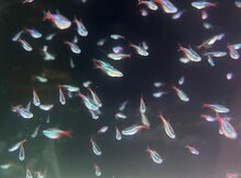 Neon balıqları