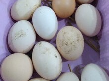 Avstrolop toyuğu yumurtası