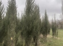Şam ağacları