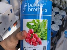 Turp toxumu "Bakker Brothers"