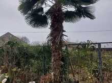 Palma ağacları