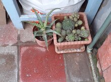 Kaktus bitkisi