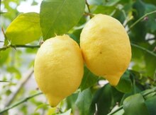 "Novquruzun Limon" ağacı