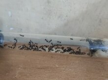 Семья муравьев Жнецов с маткой 