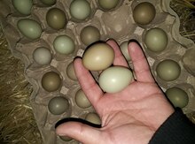Mayalı qırqovul yumurtası