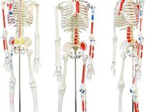 Скелет учебный анатомический 85см