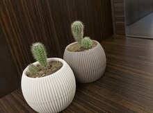 Dekorativ kaktus