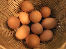 Avstralorp yumurtası
