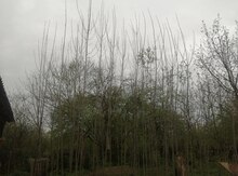 Çinar ağacları