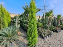 Limonlu şam ağacı