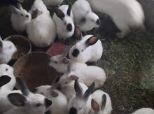 Kaliforniya dovşanları