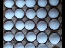 Mayalı yumurtalar 