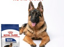 "Royal Canin Maxi Adult" it yemi