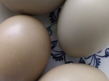 Qirqovul yumurtası