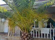 Meyvəli palma ağacı