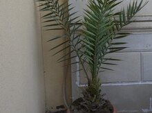 Palma ağacı "Vaşinqton"