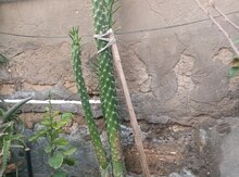 Kaktus gülü