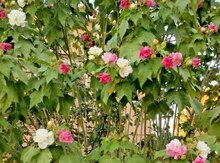 Hibiscus mutabilis 