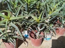 Aloe bitkisi
