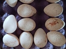 Hinduşka yumurtaları