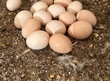 Ponpon yumurtaları