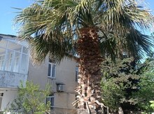 Palma ağacı